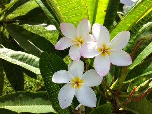 Serenity and Freshness