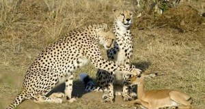 The New Consciousness at Hand?