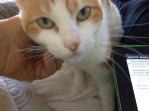 Cats--Part of the flavor of divinity.