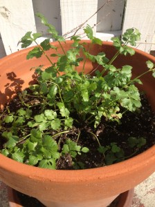 Fresh cilantro growing in my backyard was a nice addition.