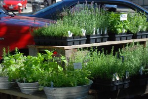 Maybe a Kitchen Herb Garden would fit you?