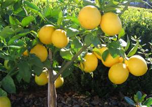 lemon tree