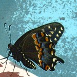 Butterfly image crop – film&nbsp;grain